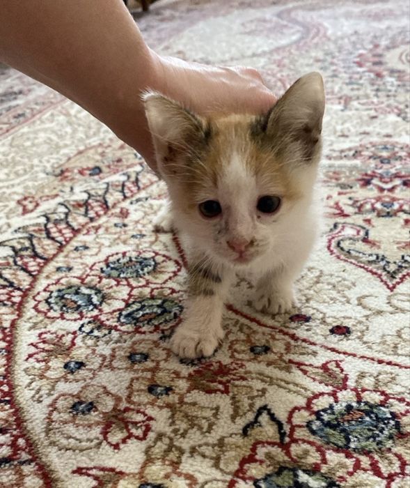 Отдам котенка в добрые руки
