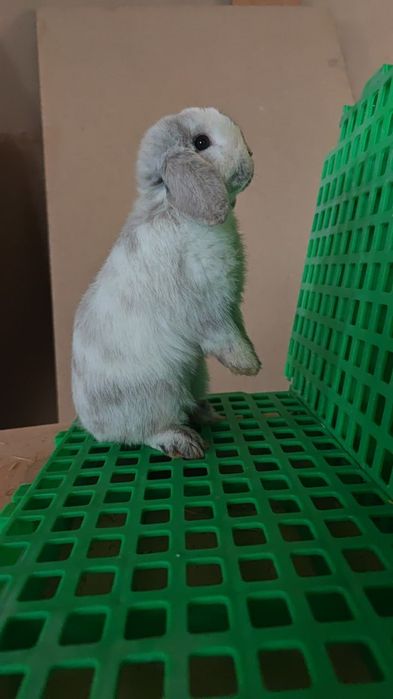 Кролик породы   Минилоп окрас рен