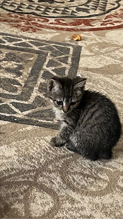 Котенок бесплатно