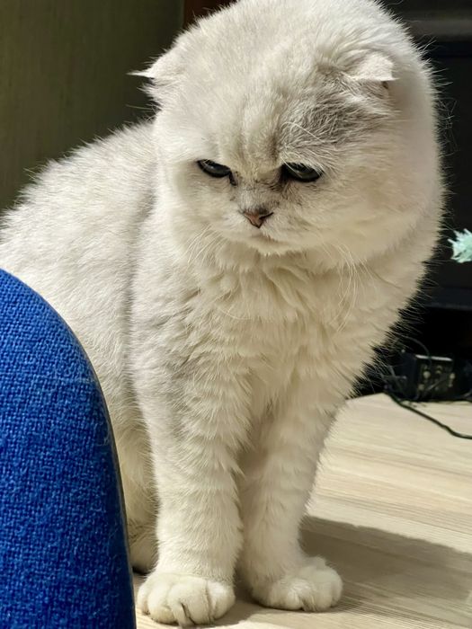 Вязка!!! Шотланский Скоттиш Фолд ( шиншилла серебро)