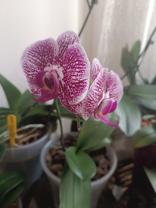 Орхидея фаленопсис сорт Ровелло.