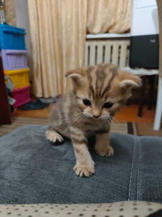 Продаются котята