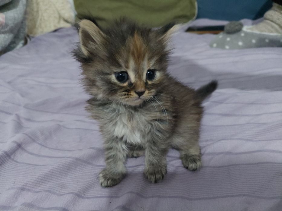 пол мейн-кун отец персидская кошка