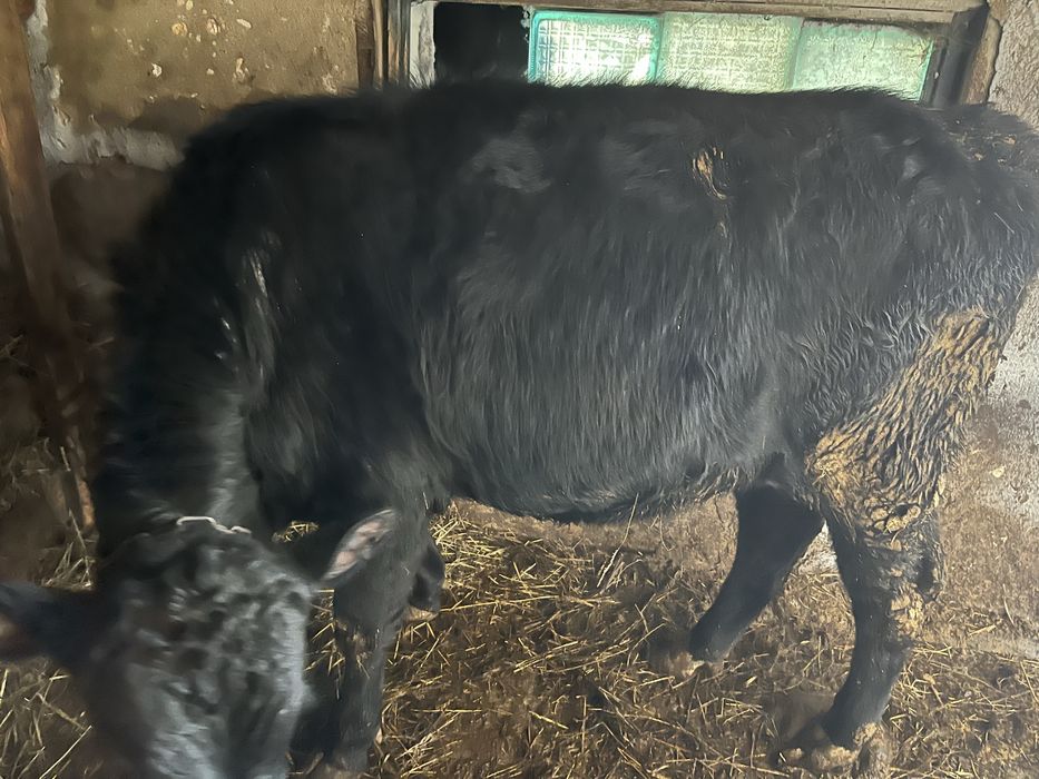 Продам быков молодняк