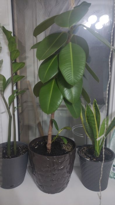 Фикус каучуконосный
Растение