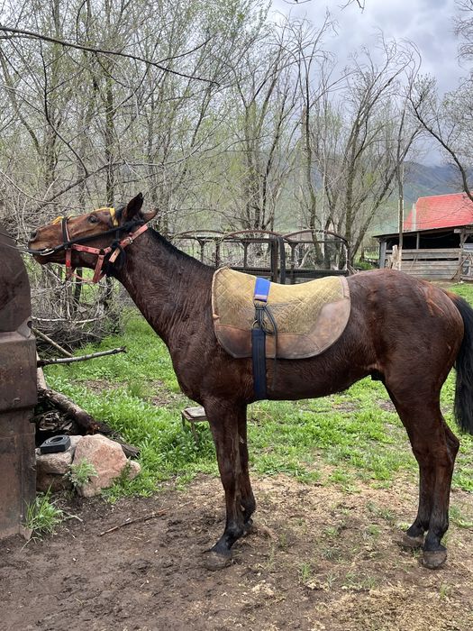 Продам двух летку
