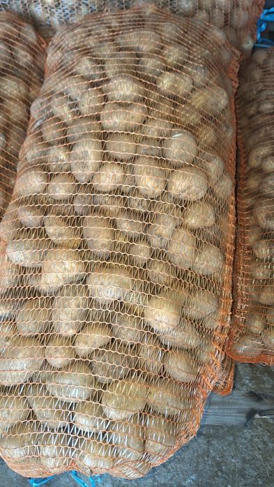 Vând porumb, cartofi , grâu , lucernă infoliat