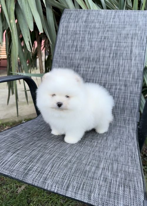 Померан мини момче. Померанче