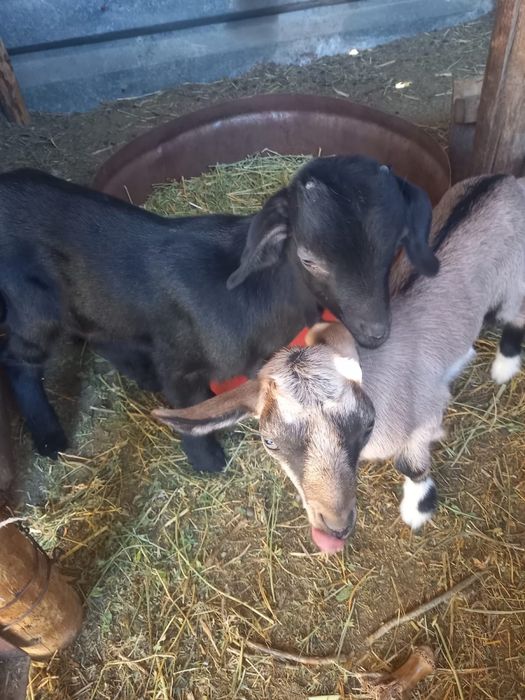 Ешкі сатылады! Ешкі лағымен бағасы 220 000тг