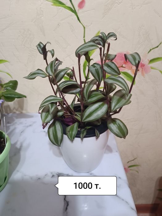 Продаю цветы комнатные