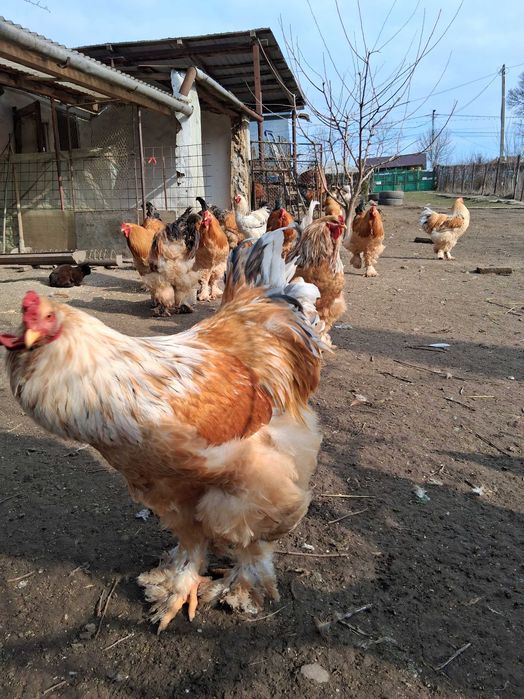 Cocoși brahma de vanzare