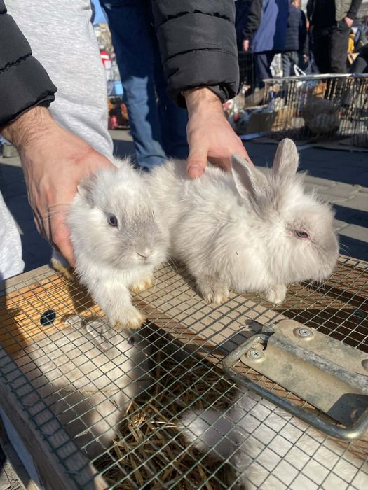 Iepurasi cap de leu de vanzare