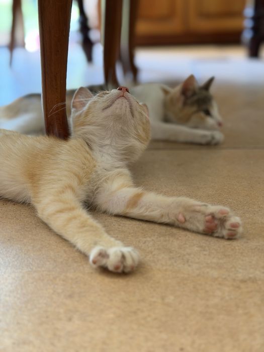 Отдадим бесплатно трех милых котят в хорошие руки