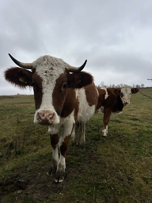 Vând junincă cu vițel