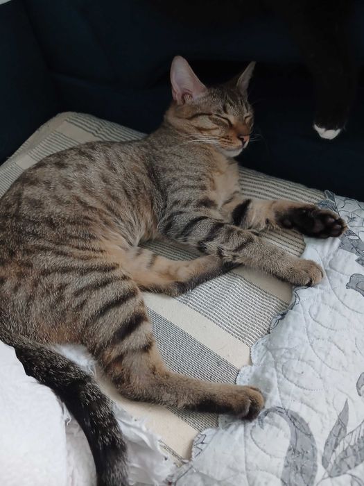 очаровательный котик в добрые руки
