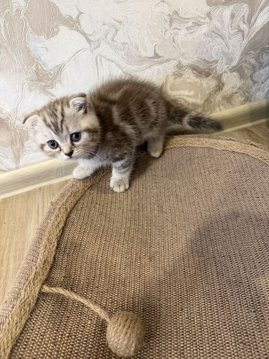 Продам шикарных котят