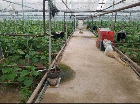 Продается парник и птицеферма
