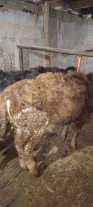 Продам бычков 10 месяцев