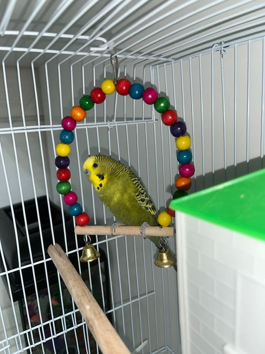 Продам волнистого попугая