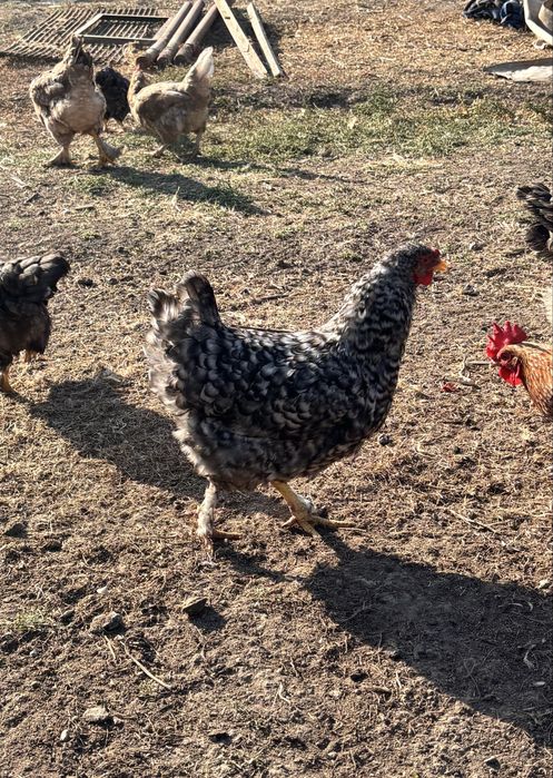 Продам домашних кур