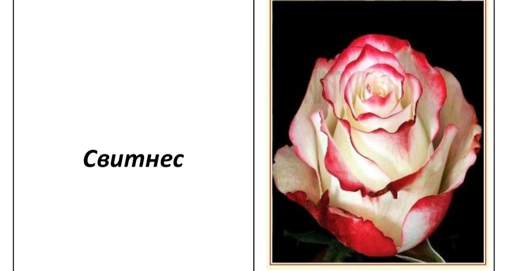 Atirgul koʻchatlari