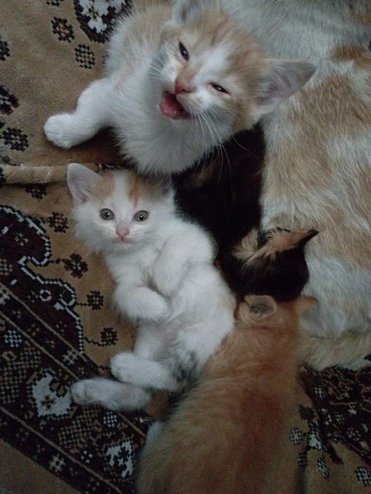 отдам котят в добрые руки!!