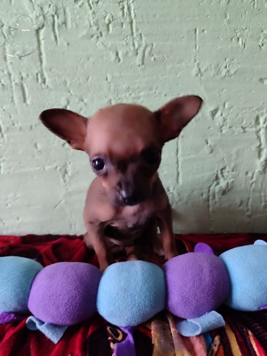 Девочка мини той терьер