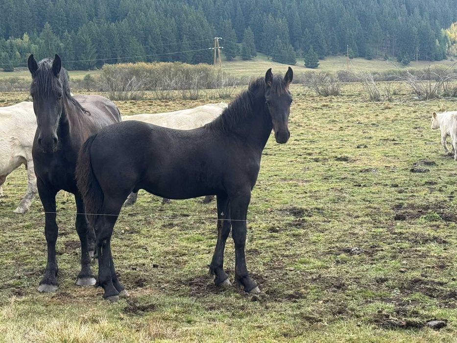 Manz frizian(friesian) 6 luni