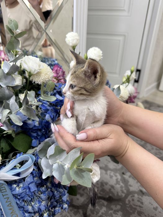 Котенок Бесплатно