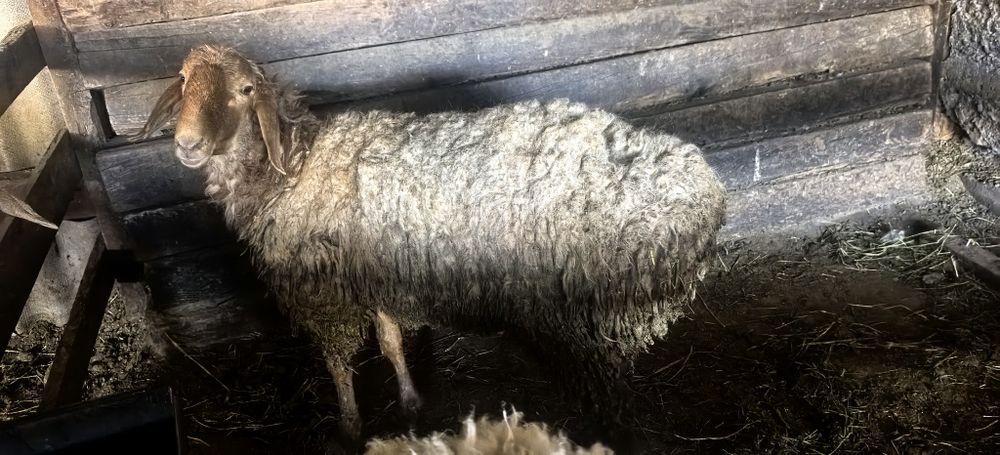 Қошқар сатылады.