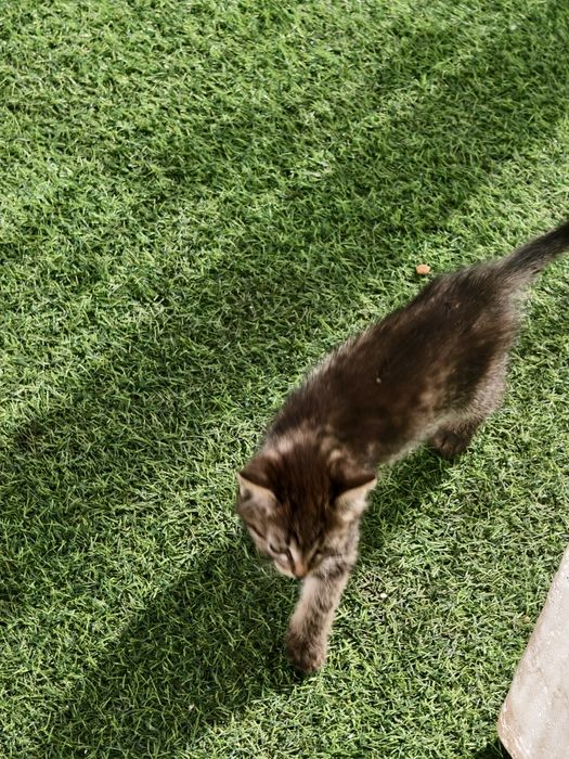 Отдам котят, мкр Айгерим 2