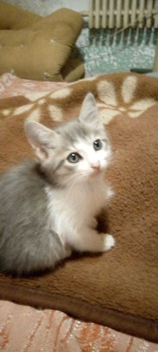 Отдам котят в добрые руки