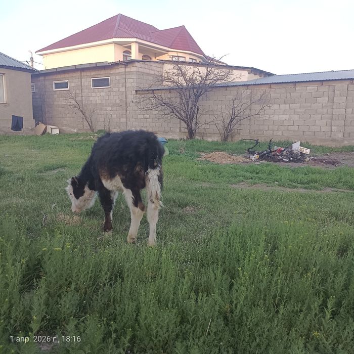 Еркек бұзаулар дендері сау