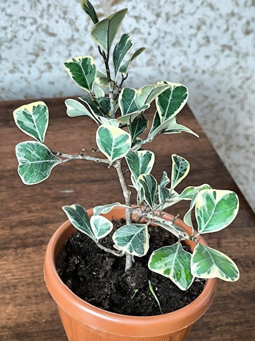 Хар хил турдаги гулларимиз бор