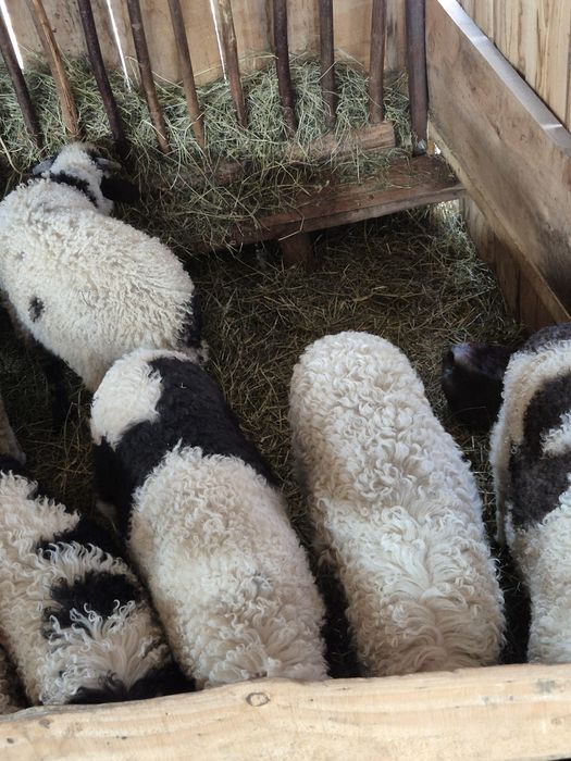 Vând miei pentru tăiat și ținut