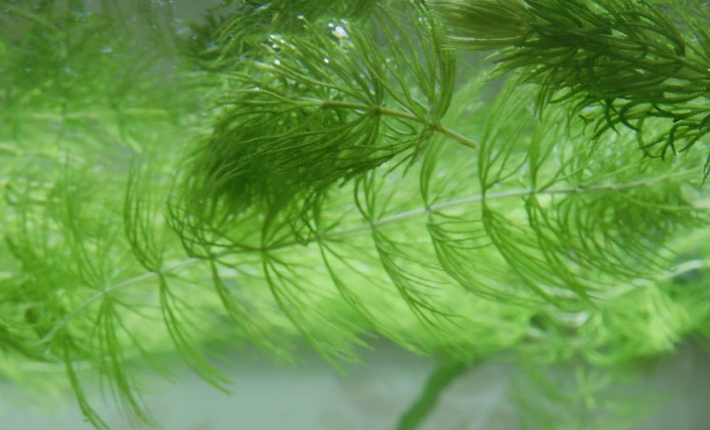 Аквариумное растение