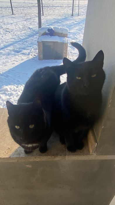 Ofer spre adopție pisici