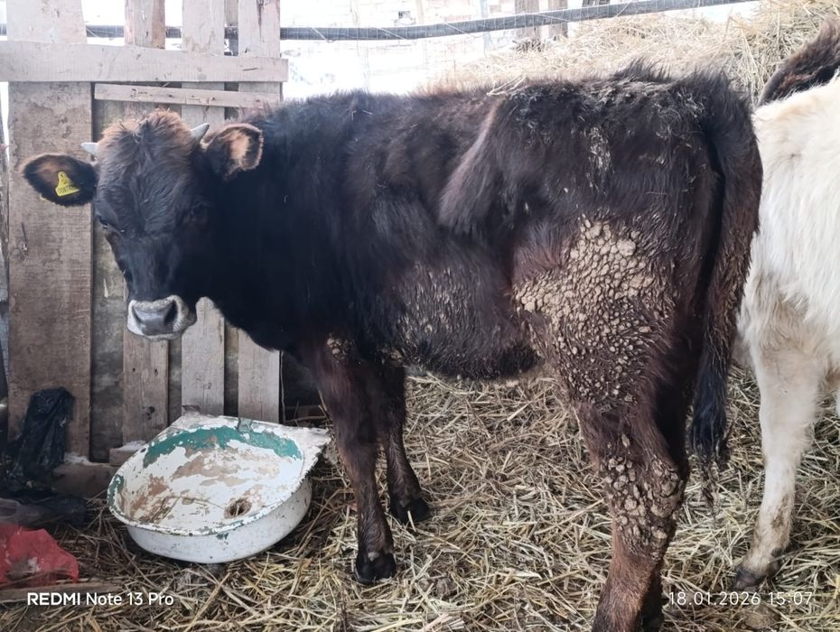 Бузаулар сатылады