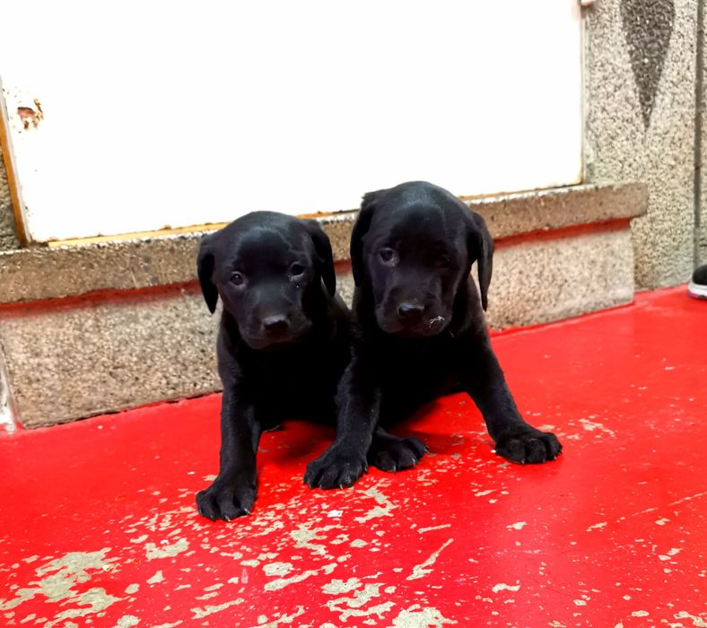 Лабрадор ретривър