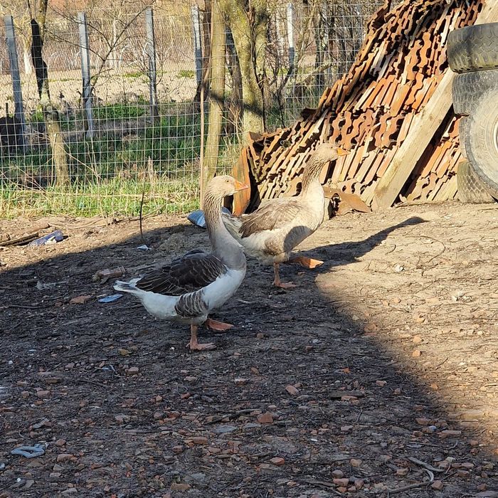 Vând 2 gâște adulte