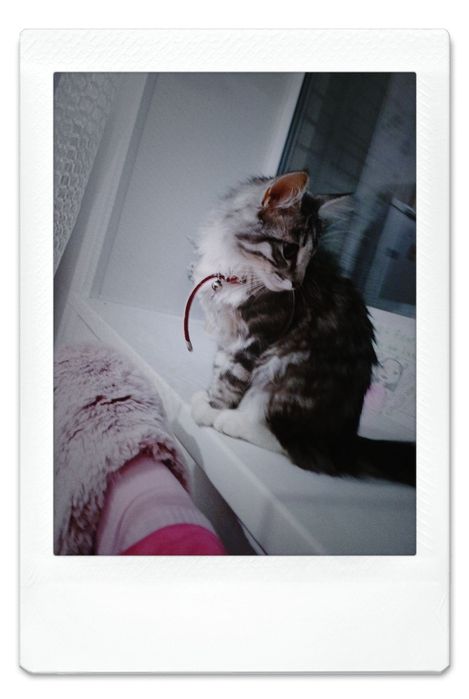 Отдам кошечку в хорошие руки