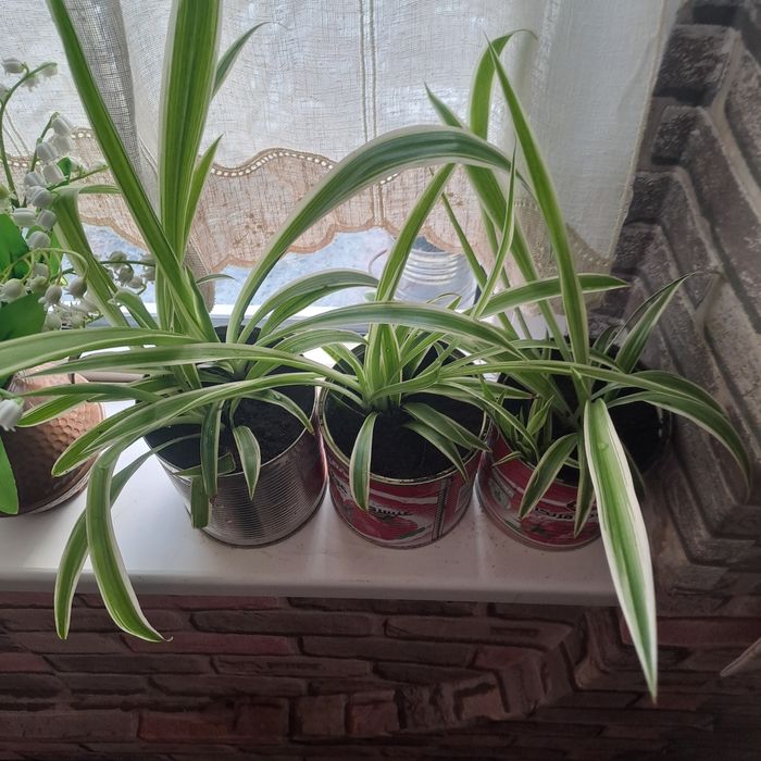 Хлорофитрум цветы продам