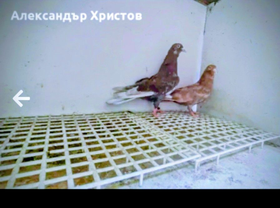 Пазарджишки високолетци