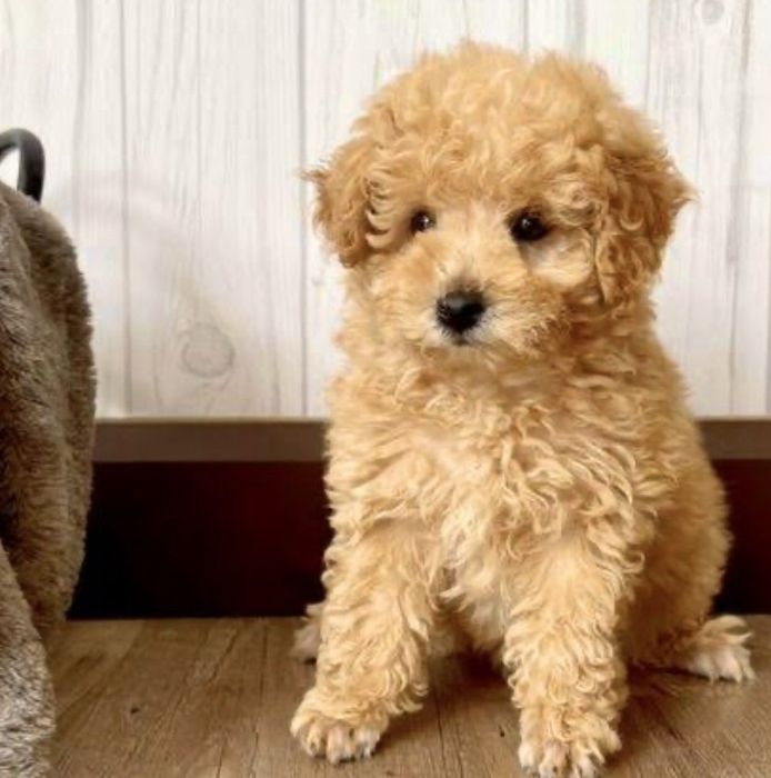 Мини пудел момченце  априкот