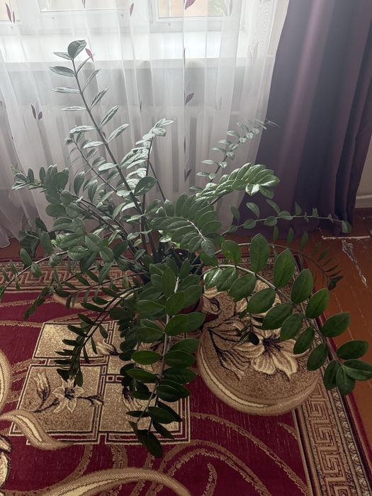 Продам цветок доллоровое дерево