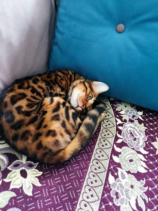 Бенгальский кот мальчик