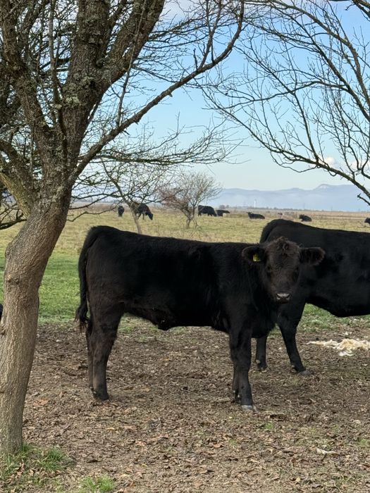 Vand vitele si juninci Angus