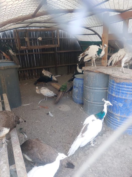 Vand pauni maturi si pui