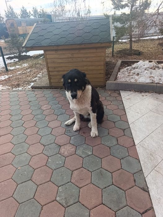 Продам щенков породы Алабай!