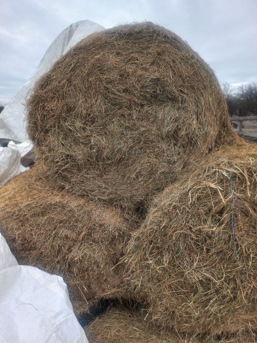 Vand baloti rotunzi de lucerna si baloti de otava